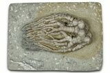 Fossil Crinoid (Cyathocrinites) - Crawfordsville, Indiana #359184-1
